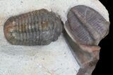 Four Trilobite Species In Association - Jorf, Morocco #138935-10